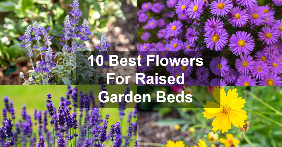 The Worst Flower Choices for Raised Beds