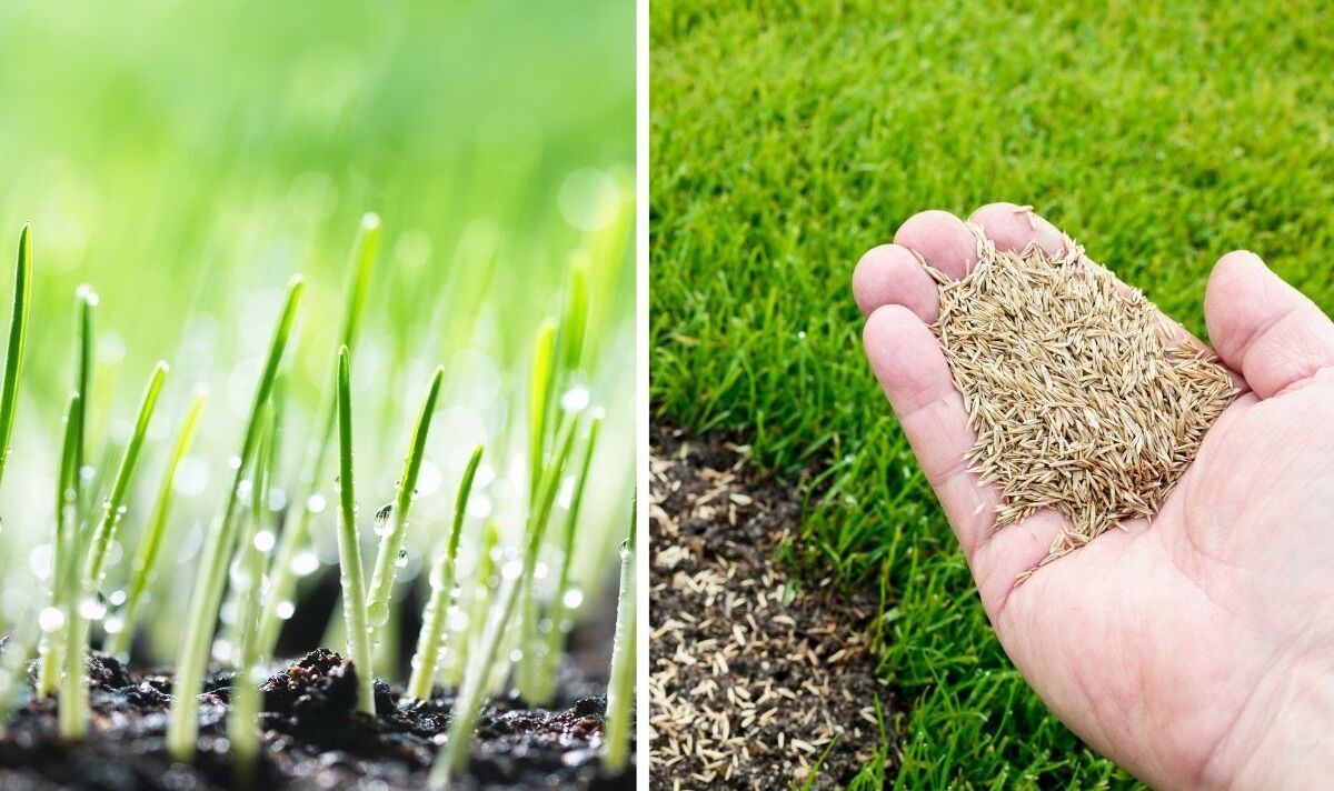 Grass Seed Germination: How Long & Tips for a Healthy Lawn!