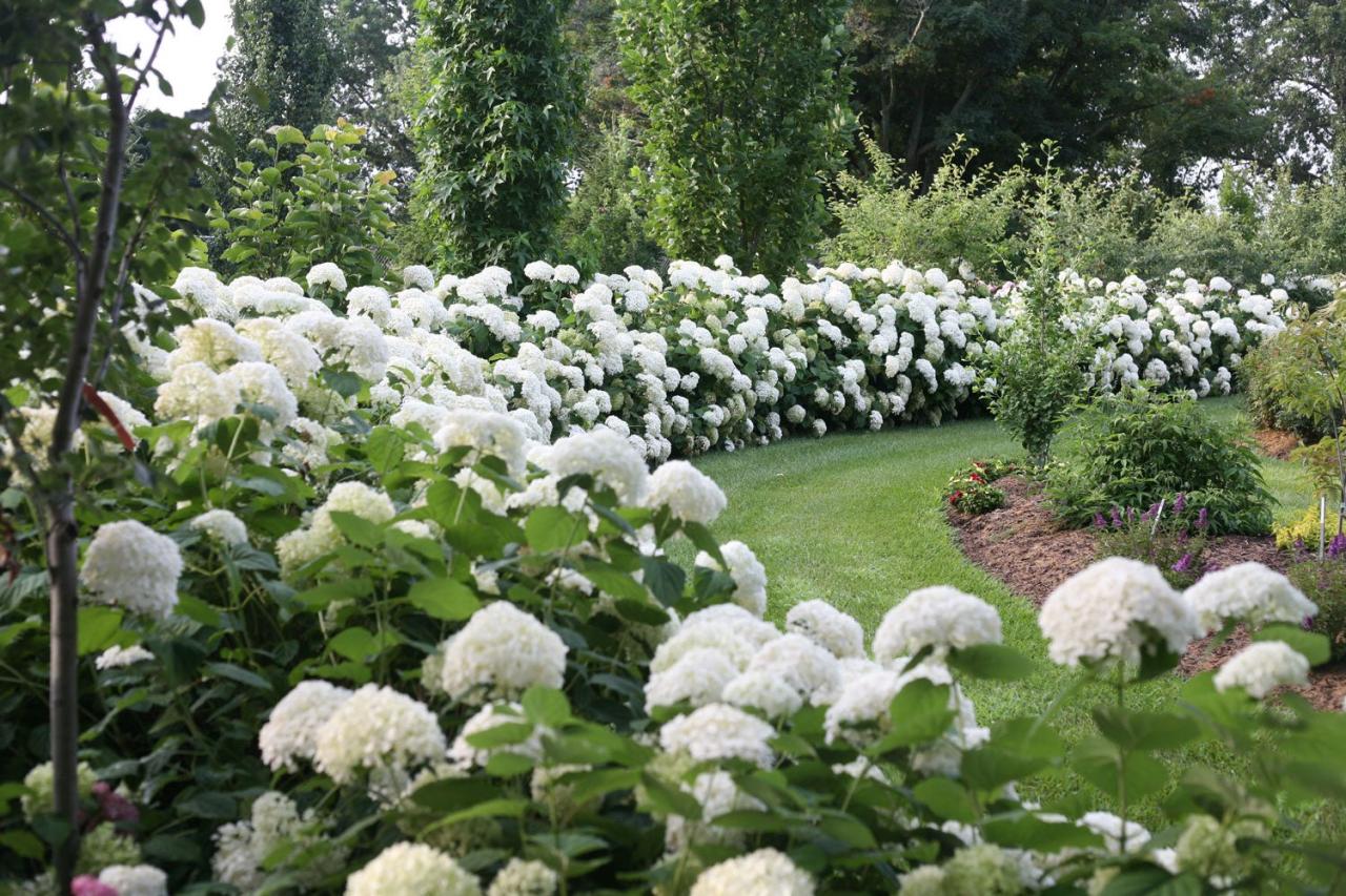 How to Create a Hydrangea Hedge With Beautiful Companion Plants