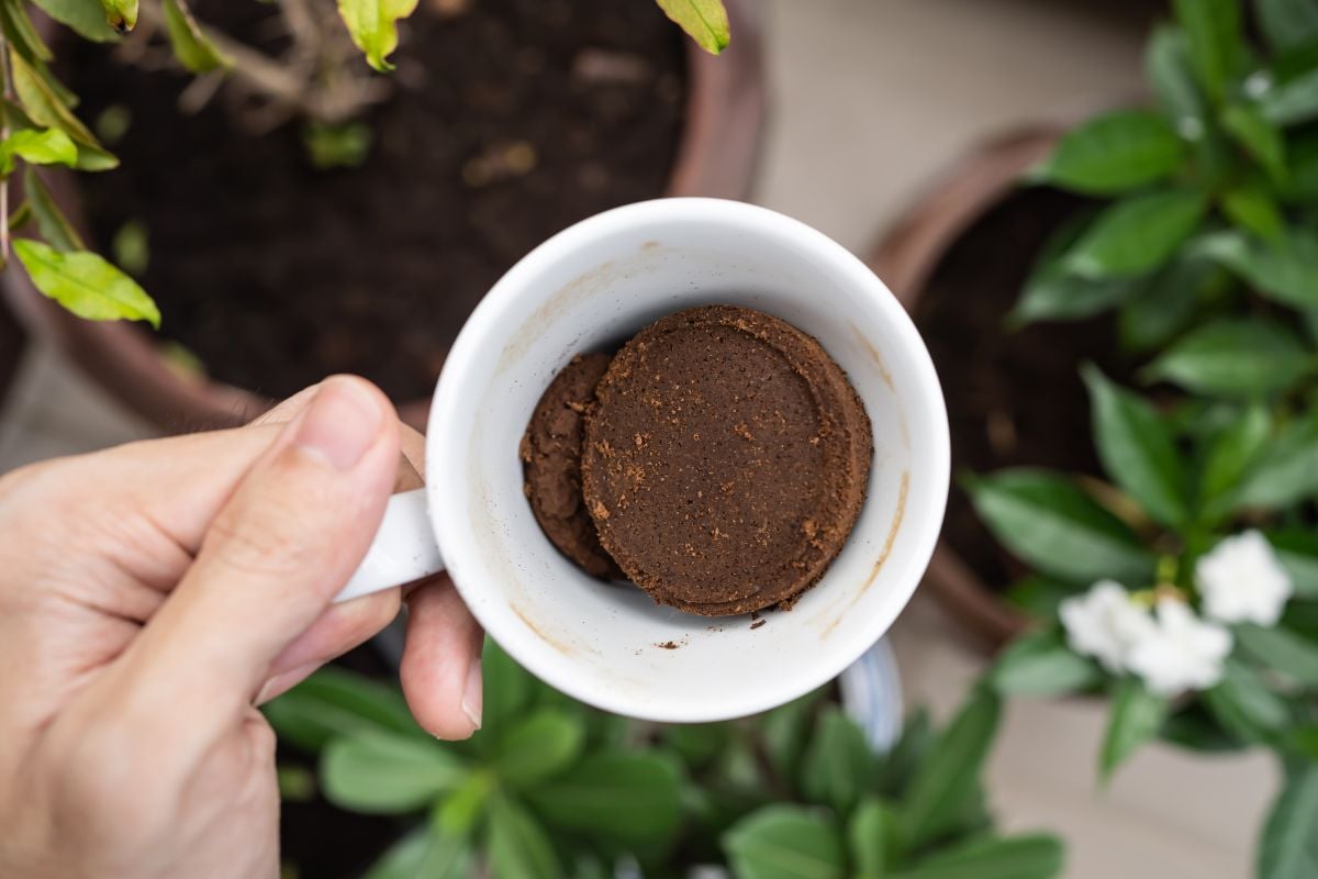 Best Trees and Shrubs to Fertilize with Coffee Grounds