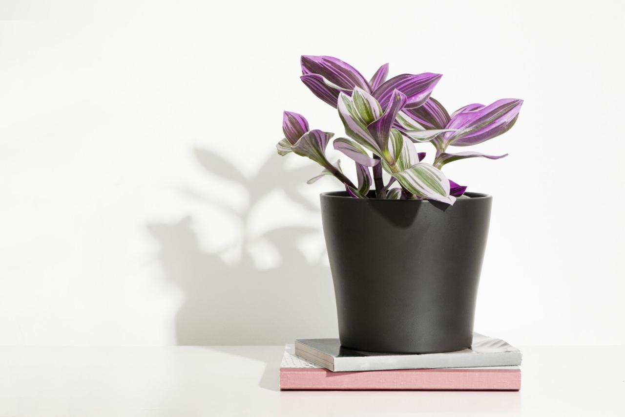 Propagate Tradescantia: Transform Your Green Space