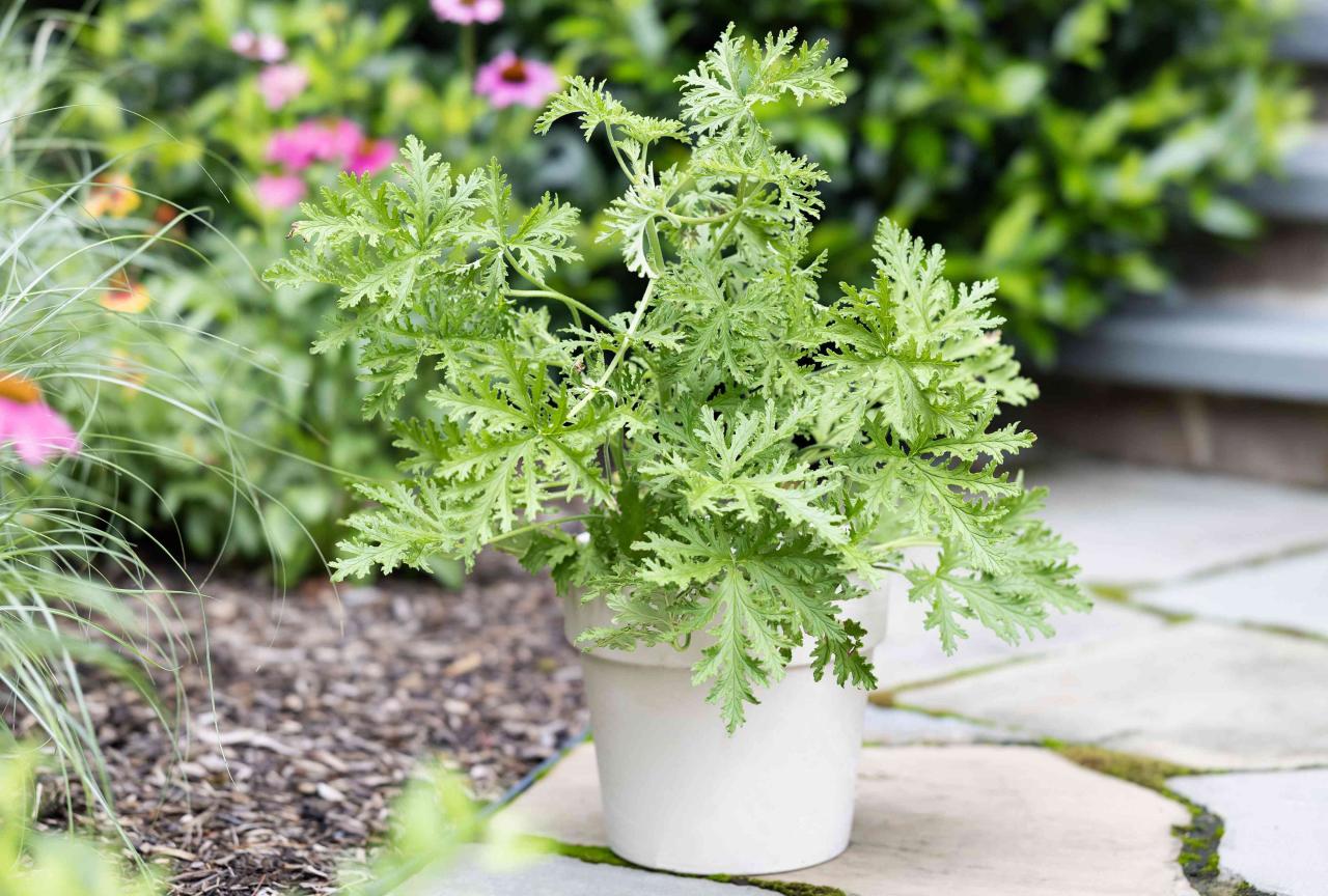 How to Achieve a Lush Citronella Plant for Natural Insect Control