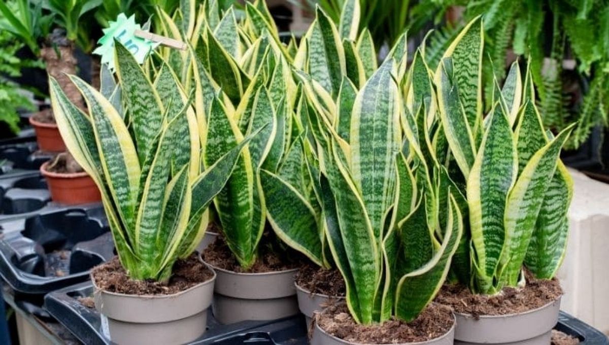 How Much Water Does a Snake Plant Need in Low Light?