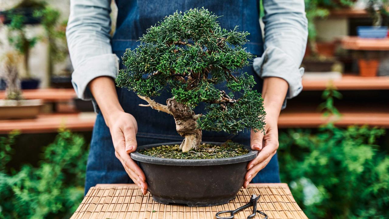 Bonsai Care Made Easy: Tips For Beginners