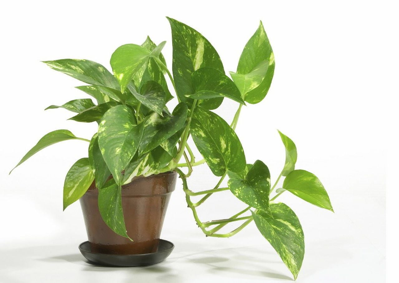 The Most Durable Common Houseplants for Busy Homes