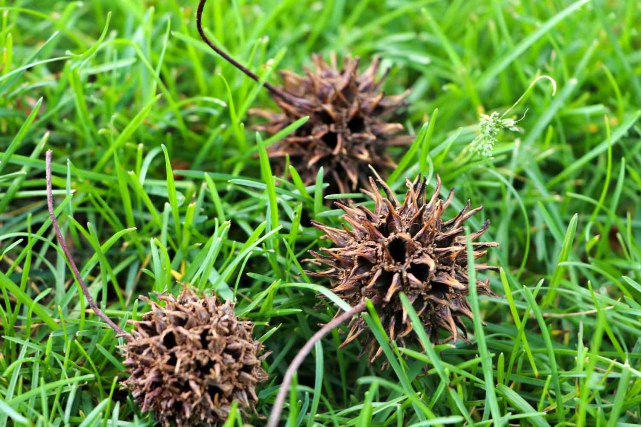 Spiky Seeds: Why Every Gardener Should Know About Them