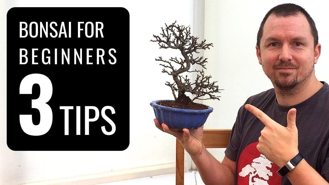 Bonsai Care Made Easy: Tips For Beginners