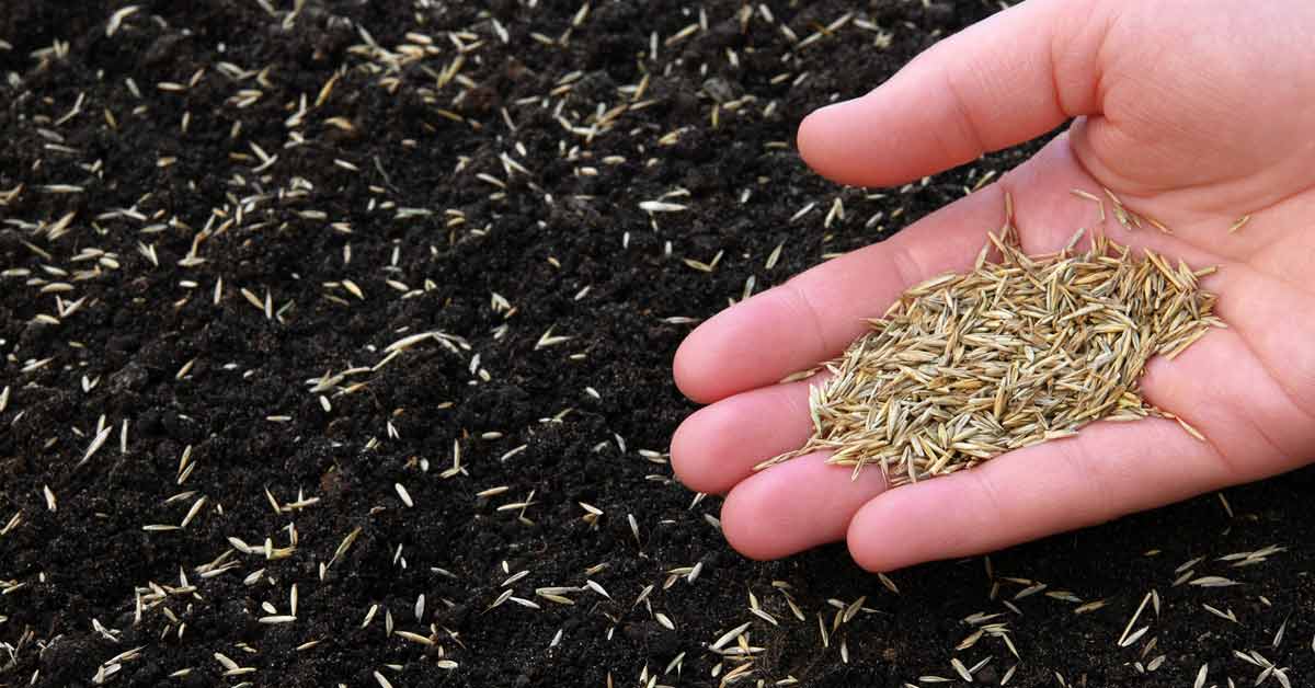 The Ultimate Tips for Sowing Grass Seed at the Best Time in the UK