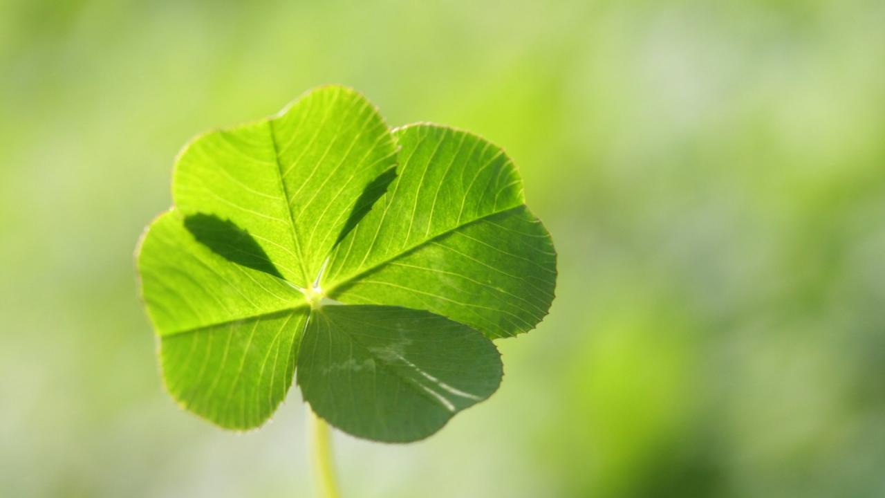 How to Attract Good Fortune by Growing Four Leaf Clovers