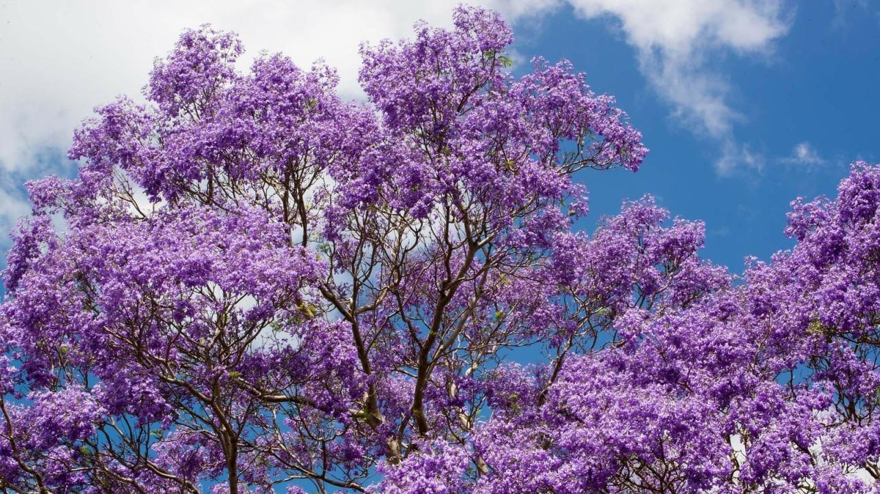 How to Cultivate a Thriving Jacaranda Tree: Tips for Stunning Garden Beauty