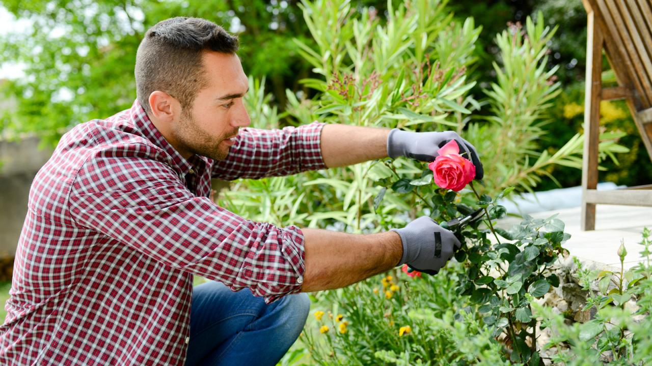 Beautiful Rodgers Plants: Minimal Effort, Maximum Impact