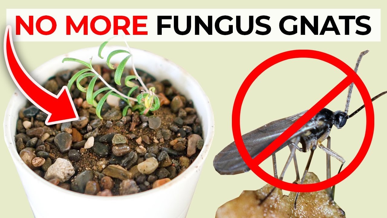 How to Improve Plant Soil to Reduce Gnat Infestations