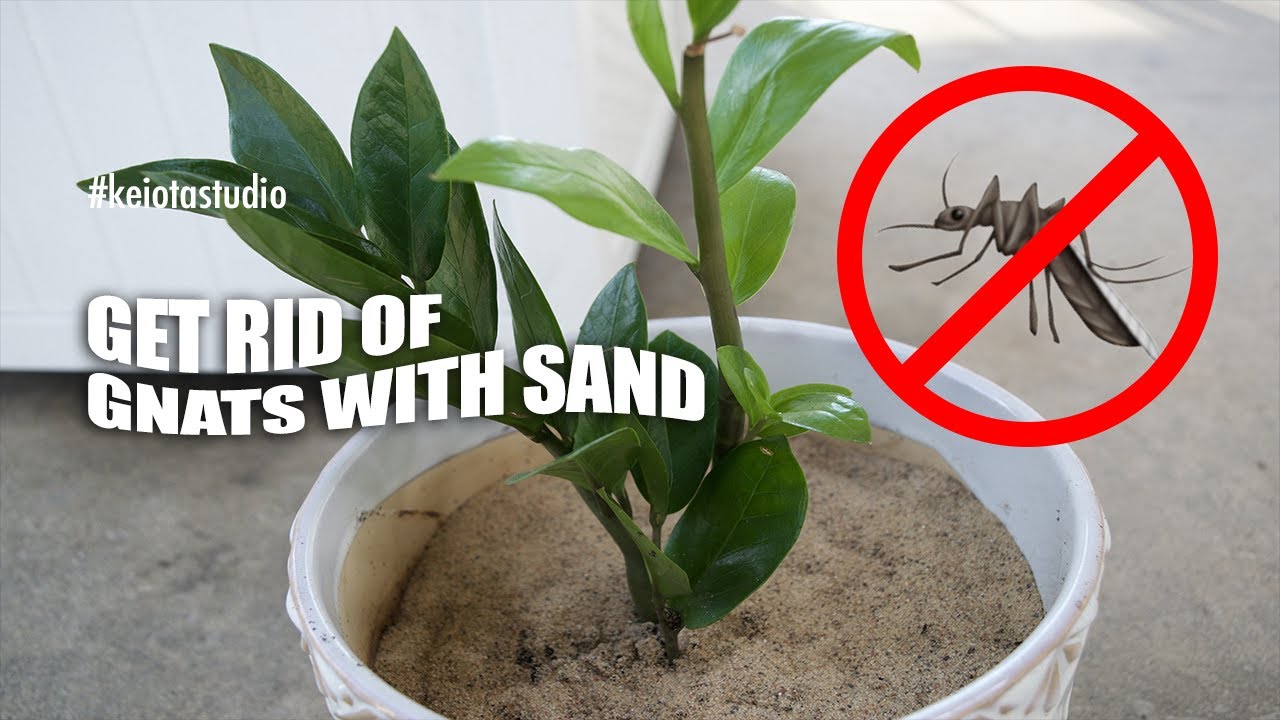 How to Improve Plant Soil to Reduce Gnat Infestations