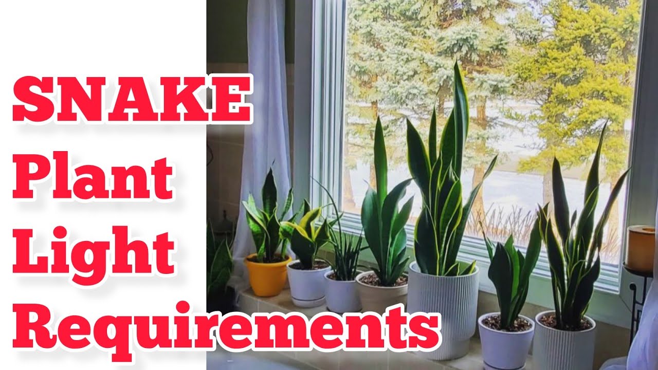 How Much Water Does a Snake Plant Need in Low Light?