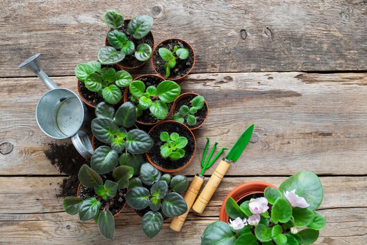 African Violet Propagation: The Ultimate Gardening Shortcut