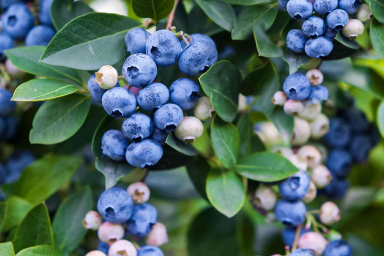 How to Grow Blueberry Bushes from Cuttings: A Simple Guide